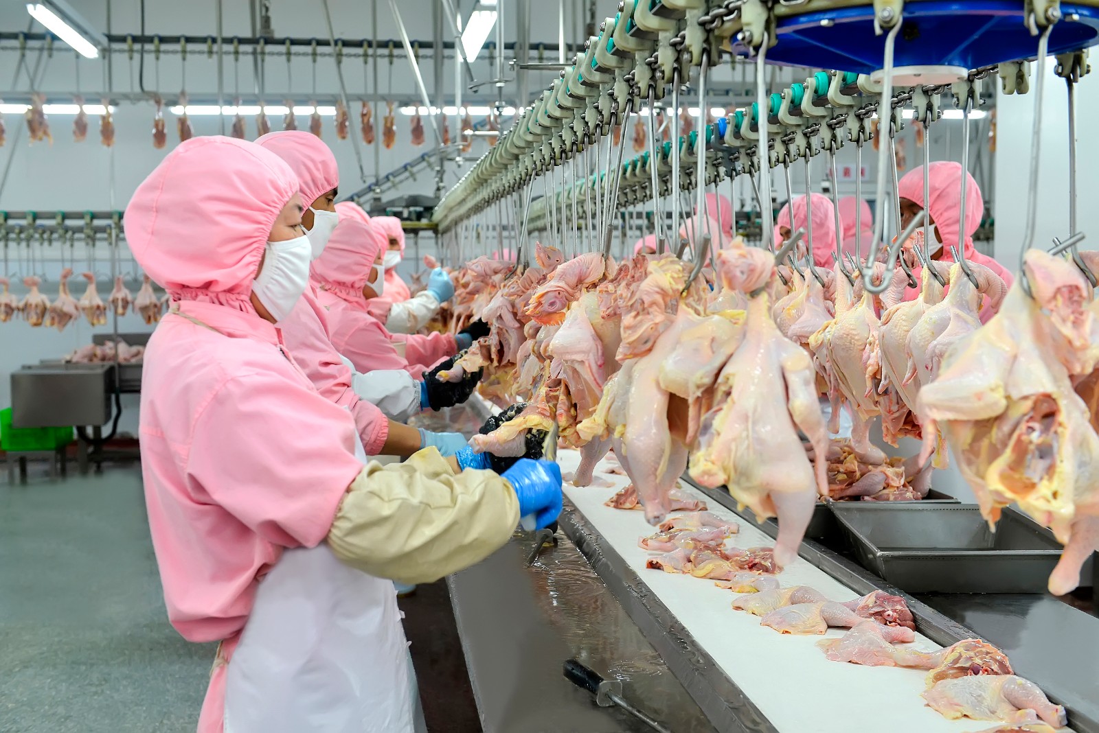 肉鸡加工厂车间.jpg